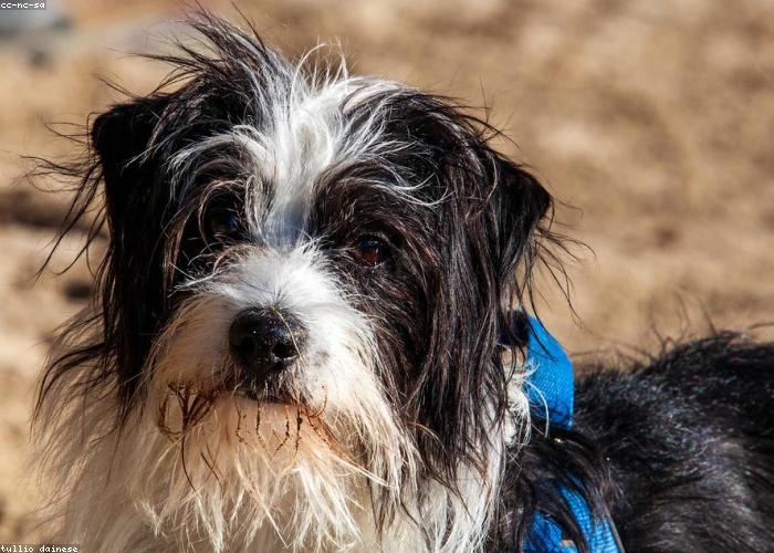 A groomed pet at Pawsh