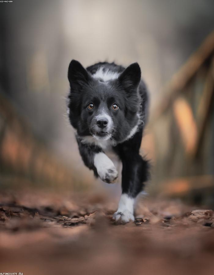 A groomed pet at Pawsh
