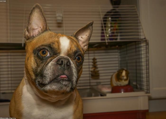 A groomed pet at Pawsh