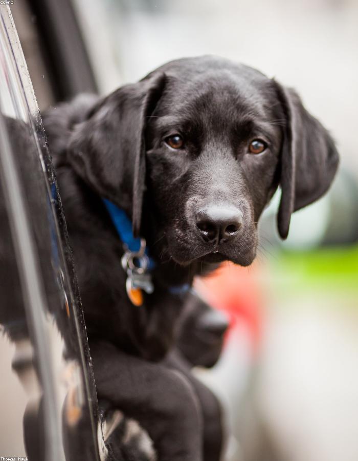 A groomed pet at Pawsh