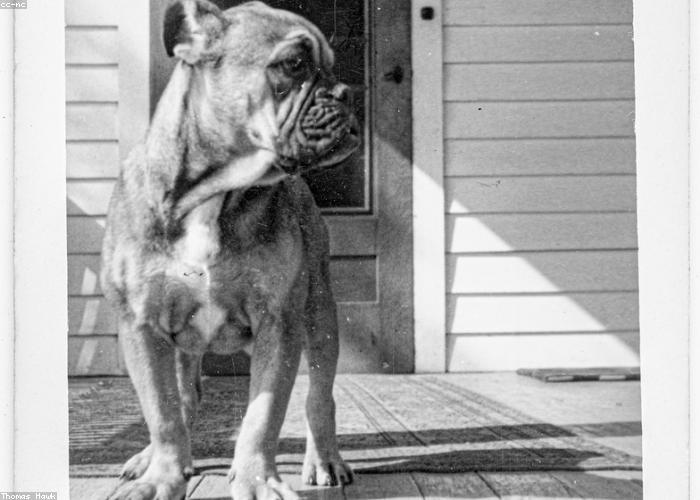 A groomed pet at Pawsh